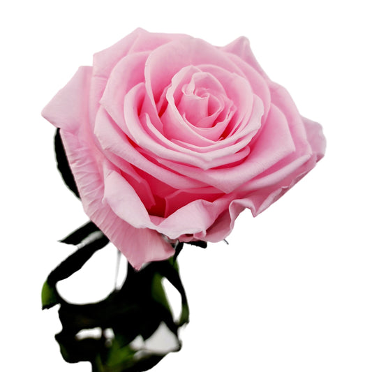 Donáška kvetov - Stabilizovaná ruža na stonke - ETERNAL Flowers - slovenske-kvety.sk