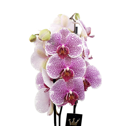 Donáška kvetov - Orchidea 2-stonková 65cm Andrea - slovenske-kvety.sk