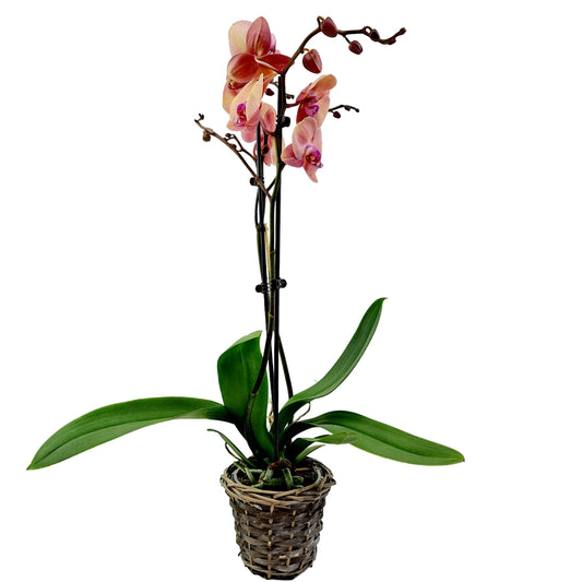 Orchidea 2-stonková 65cm Katarína