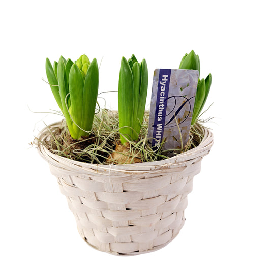 Hyacinty v prútenom košíku biele