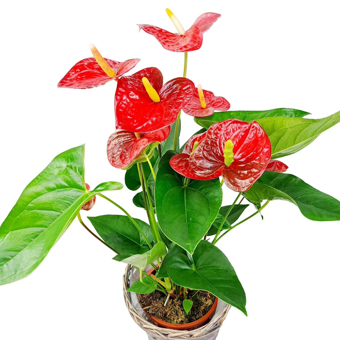 Antúria červená 60cm