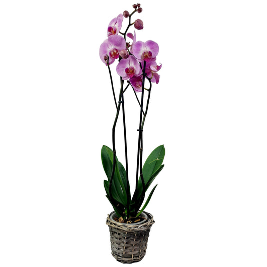 Orchidea 2-stonková 65cm Júlia
