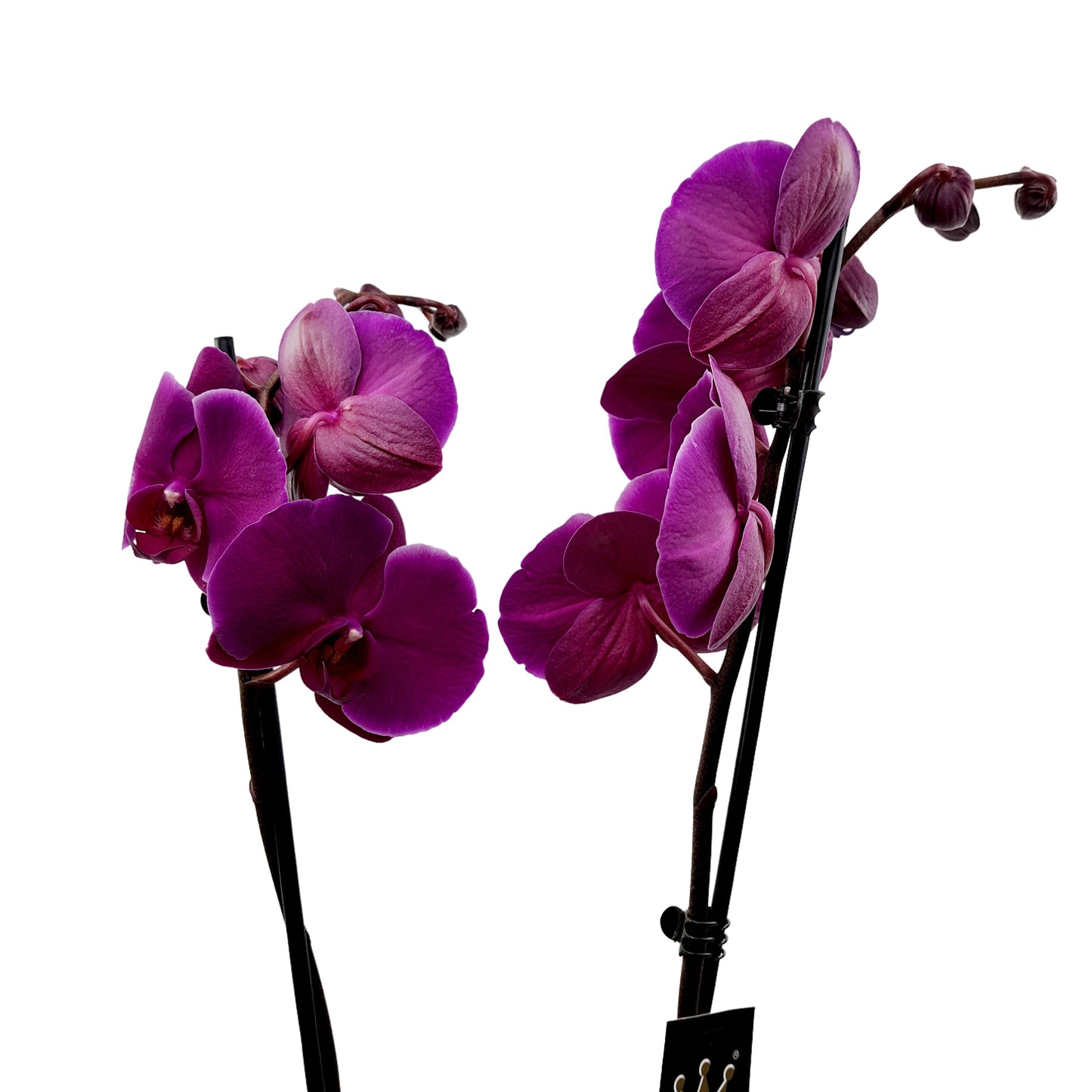 Orchidea 2-stonková 70cm Zuzana