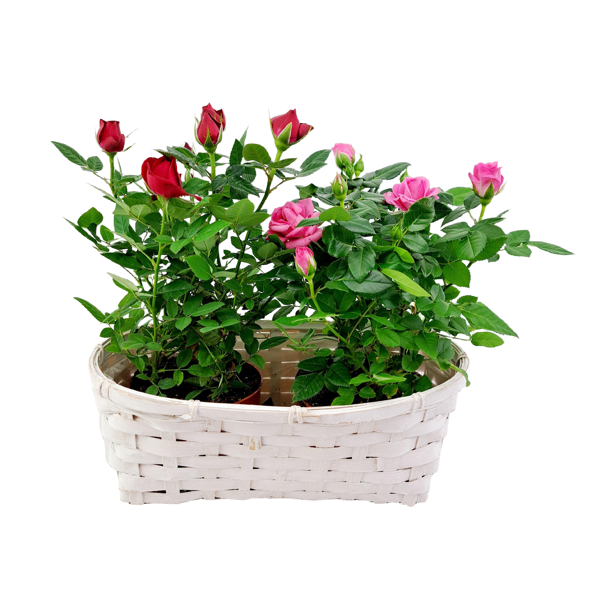Záhradná ruža (Rosa spp.) – Kráľovná záhrady | slovenske-kvety.sk