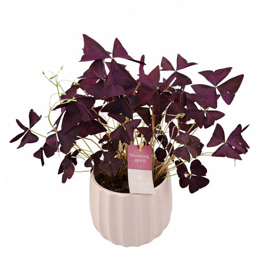 Oxalis – jemná kráska s tvarom trojlístka