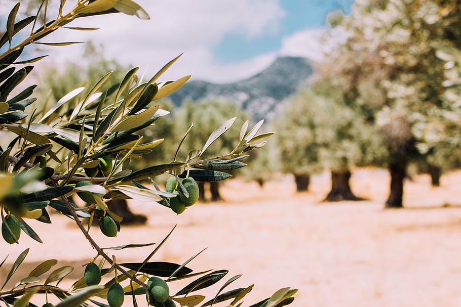 Olivovník (Olea europaea) – symbol Stredomoria aj v našich záhradách