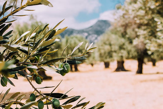 Olivovník (Olea europaea) – symbol Stredomoria aj v našich záhradách