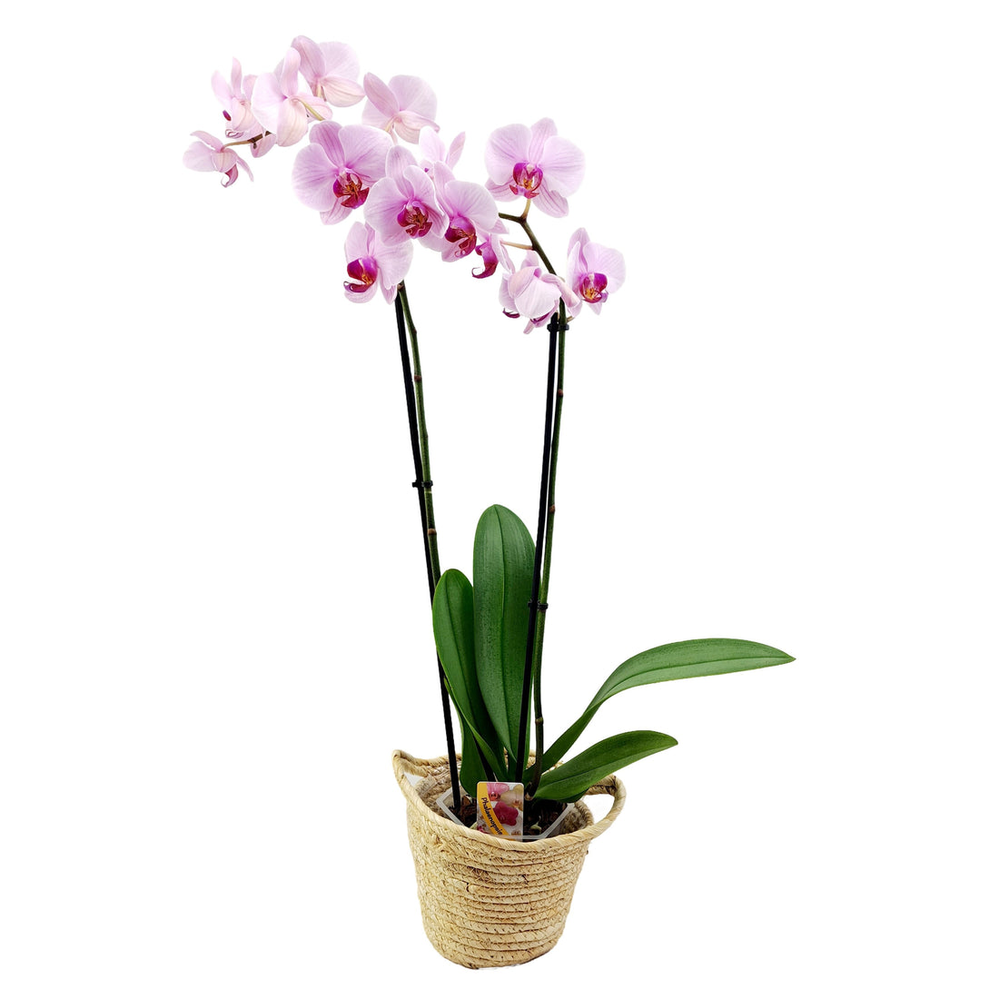 Orchidea (Phalaenopsis) – Exotická elegancia v našich domácnostiach