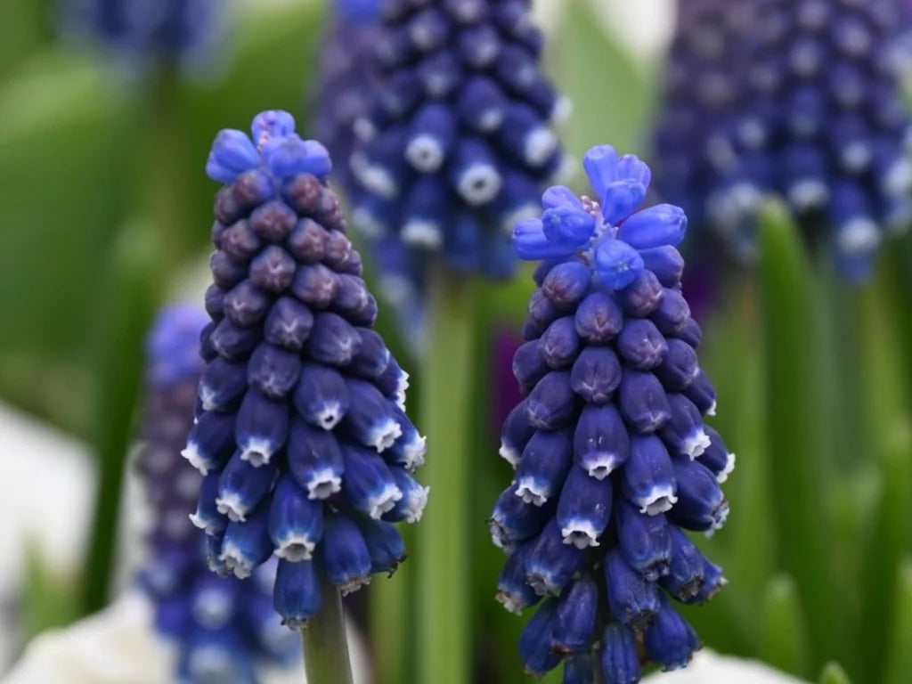 Modrica – Muscari Atlantic