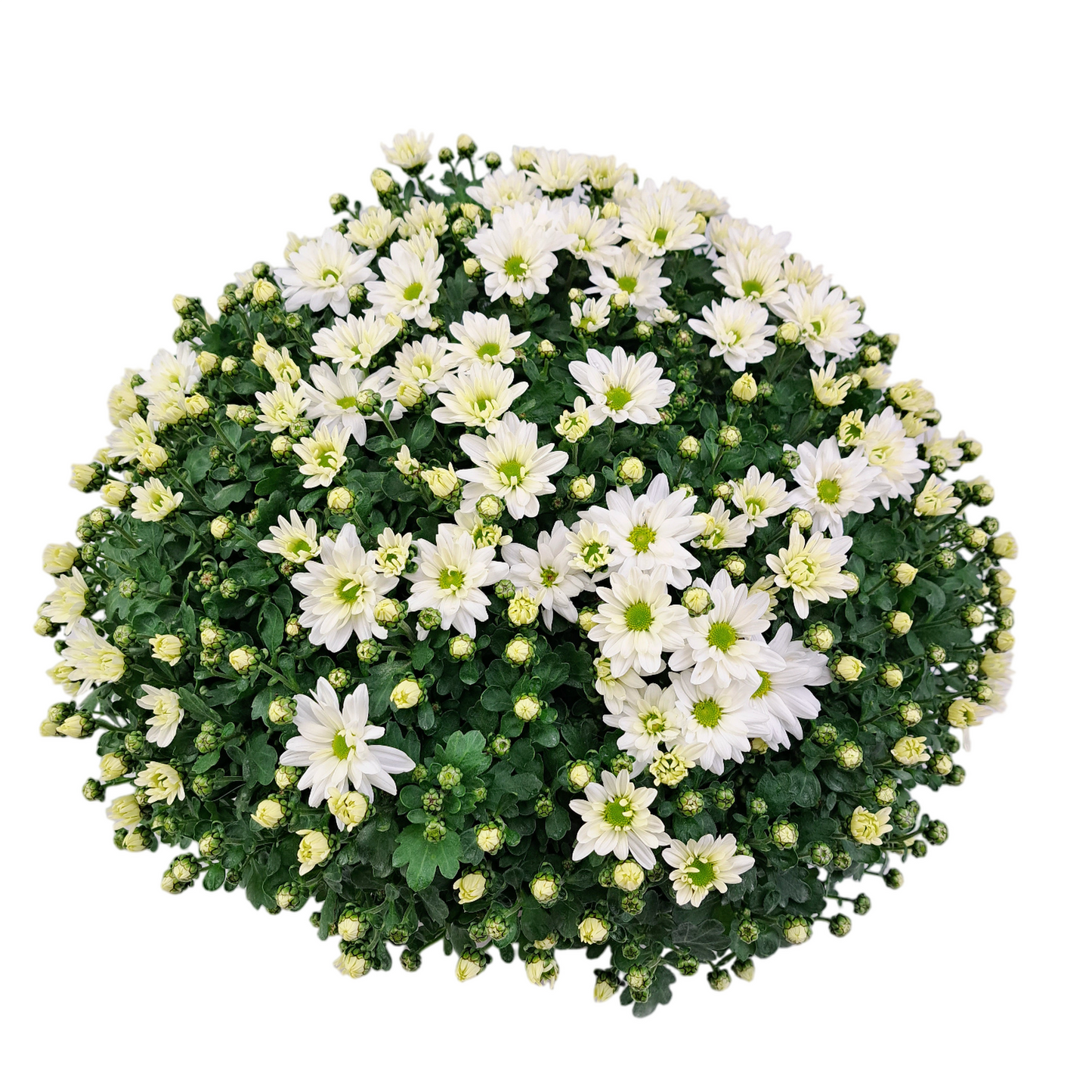 Slovenská chryzantéma 50cm - biela margarétková
