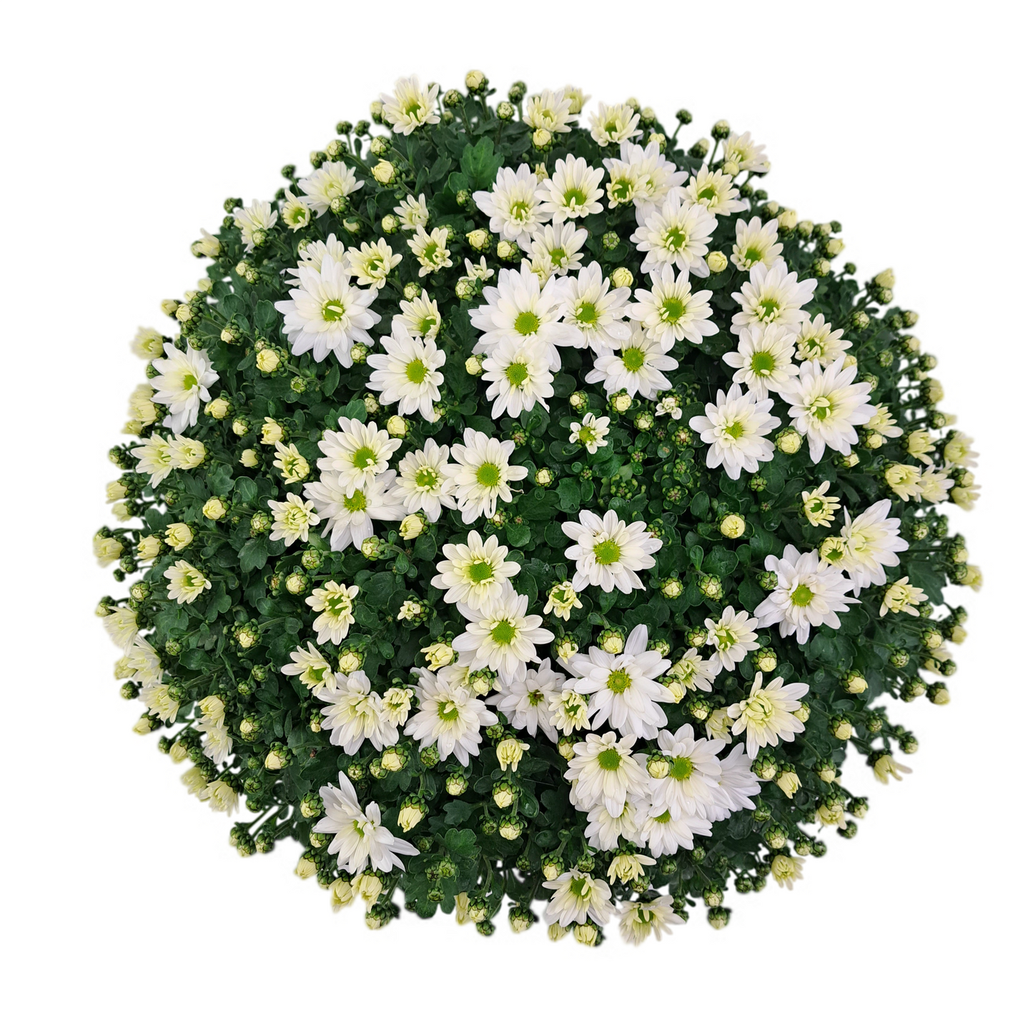 Slovenská chryzantéma 50cm - biela margarétková