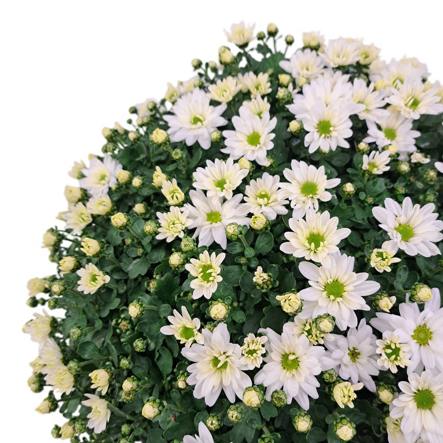 Slovenská chryzantéma 50cm - biela margarétková