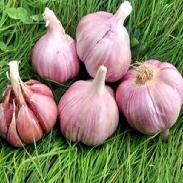 Cesnak sadbový - Skalka (ozimný paličiak) 4ks