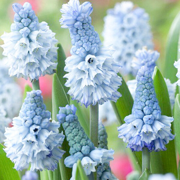 Modrica – Muscari azureum
