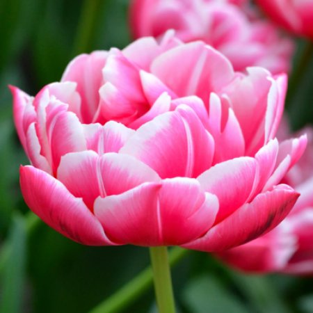 Tulipán Columbus
