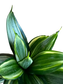 Sansevieria 20cm v keramickom kvetináči (Svokrin jazyk)