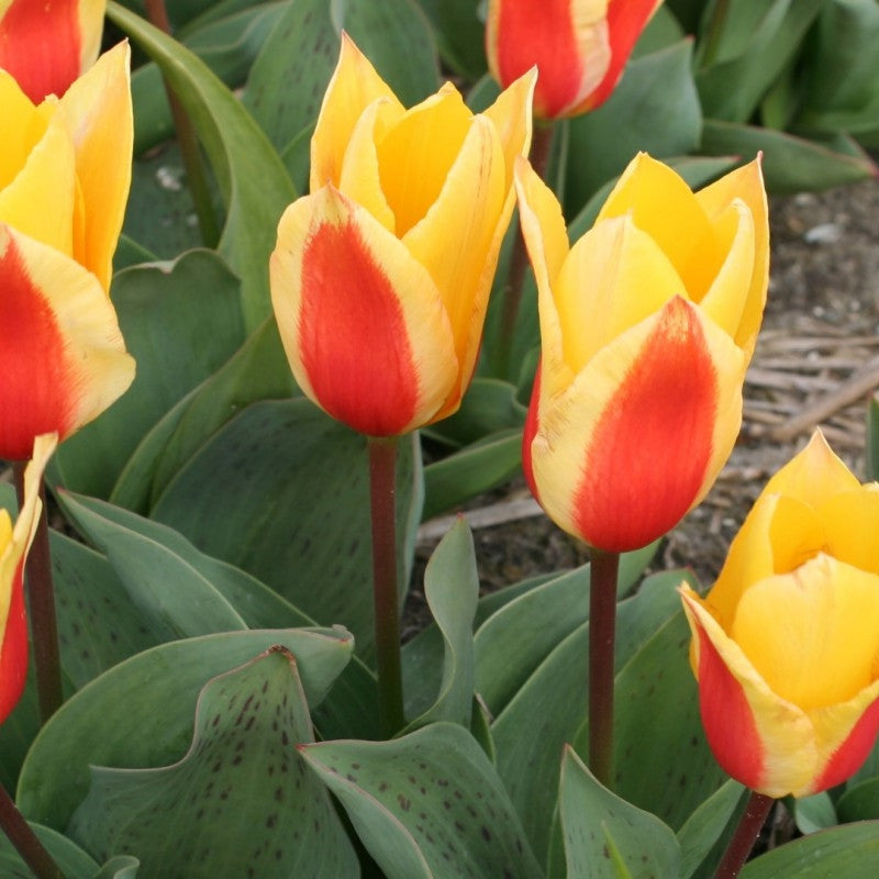 Tulipán First Love