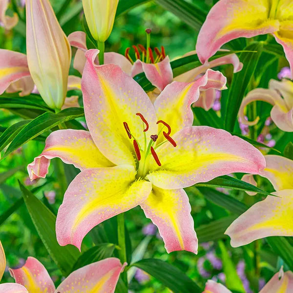 Sadenice - Hľuzy, Cibuľky