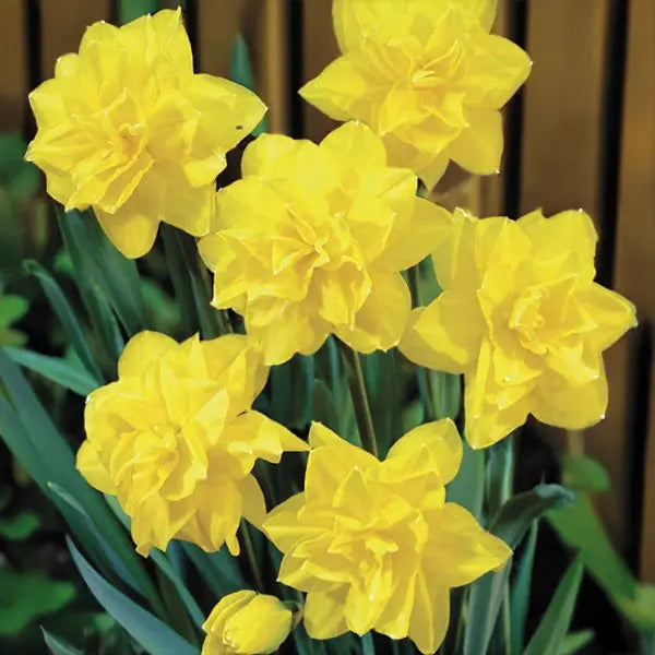 Narcis Golden Ducat