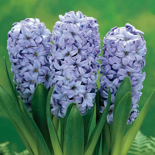 Hyacint Delft Blue