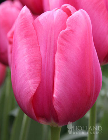 Tulipán Don Quichotte