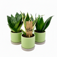 Mini Sansevieria bez keramického kvetináča (Svokrin jazyk)