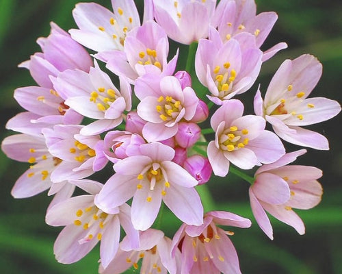 Cesnak - Alium Roseum