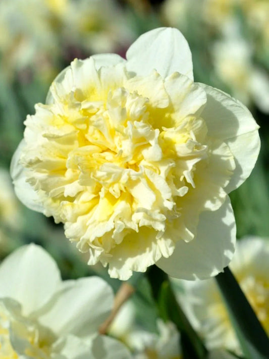 Narcis Ice King