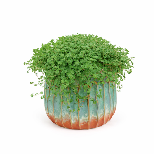 Donáška kvetov - Rodinné šťastie - slovenske-kvety.sk