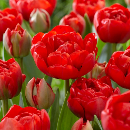 Tulipán Miranda