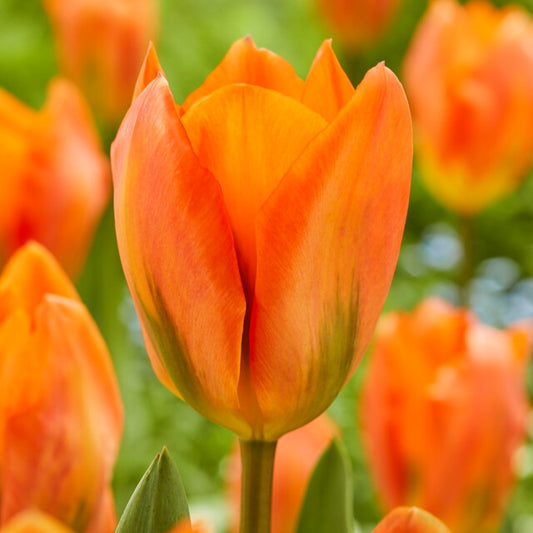 Tulipán Orange Emperor