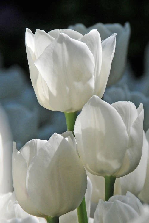 Tulipán White Dream