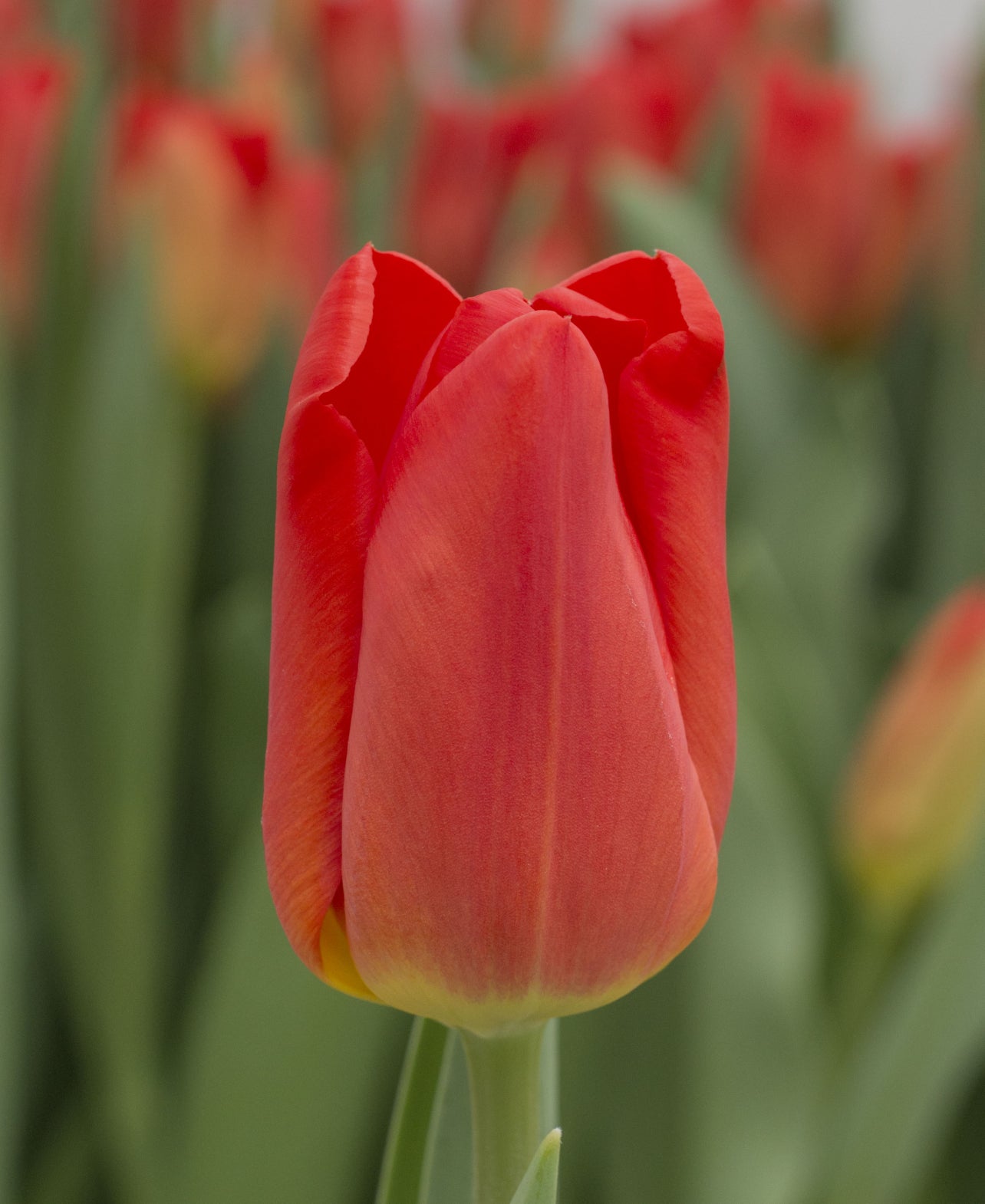 Tulipán Sunbelt