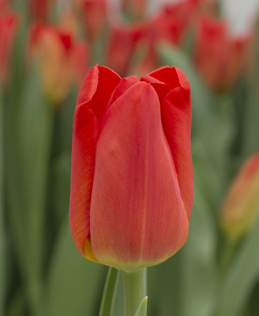 Tulipán Sunbelt