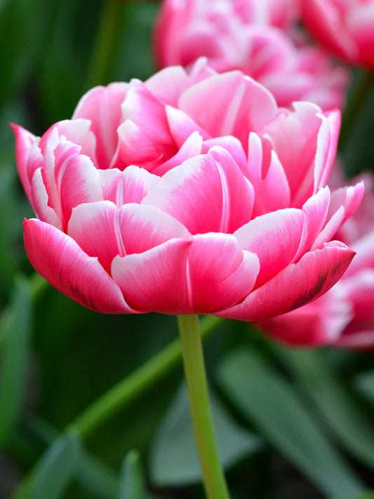 Tulipán Columbus