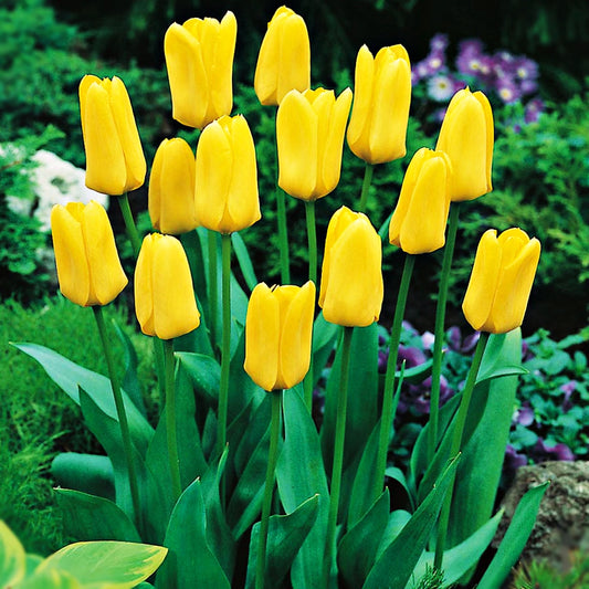 Tulipán Candela