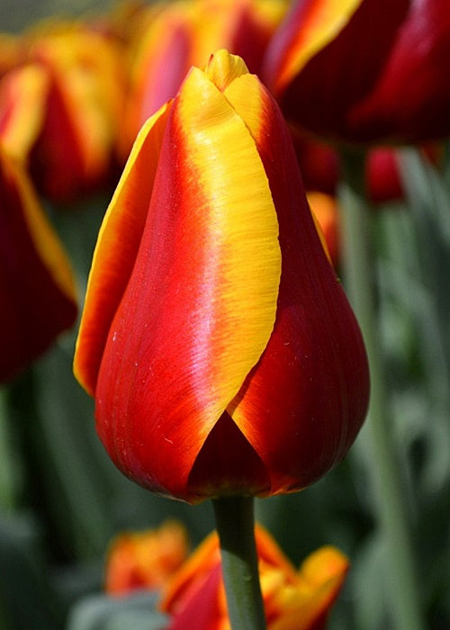 Tulipán Dow Jones