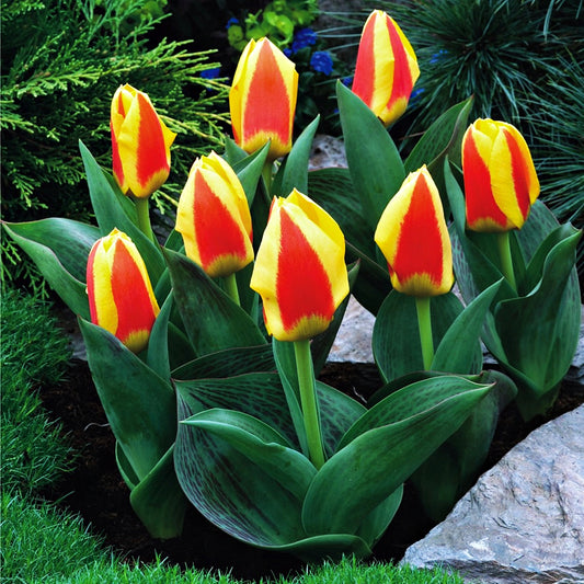 Tulipán Stresa
