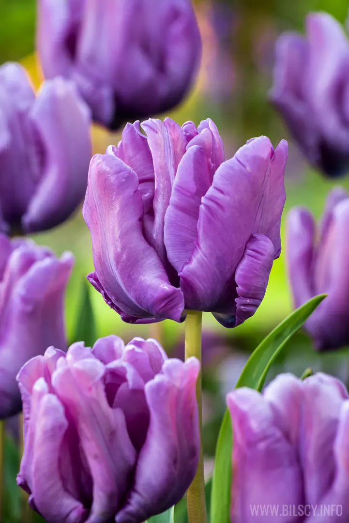 Tulipán Blue Parrot