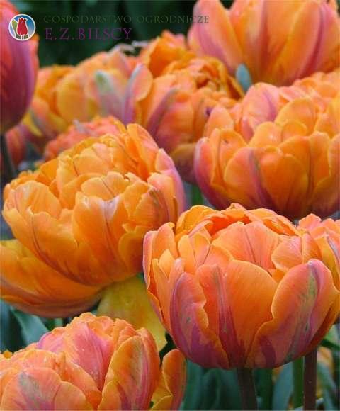 Tulipán Orange Princess