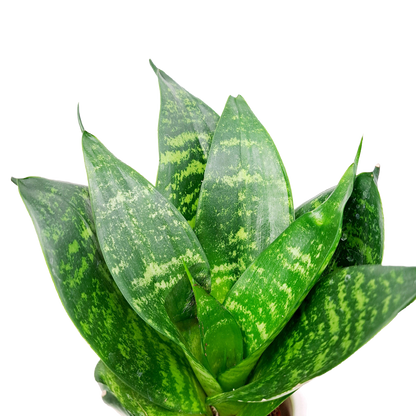 Sansevieria 20cm v keramickom kvetináči (Svokrin jazyk)