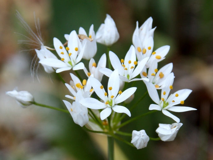 Cesnak - Alium Neapolitanum