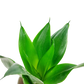 Sansevieria 20cm v keramickom kvetináči (Svokrin jazyk)