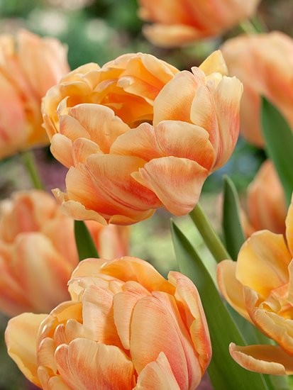 Tulipán Foxy Foxtrot