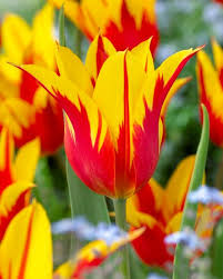 Tulipán Fire Wings