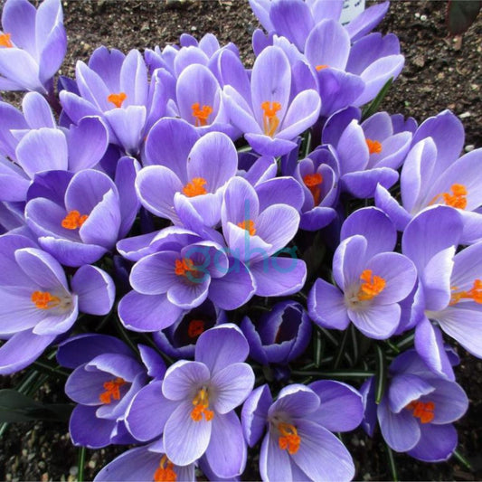 Krokus Grand Maitre