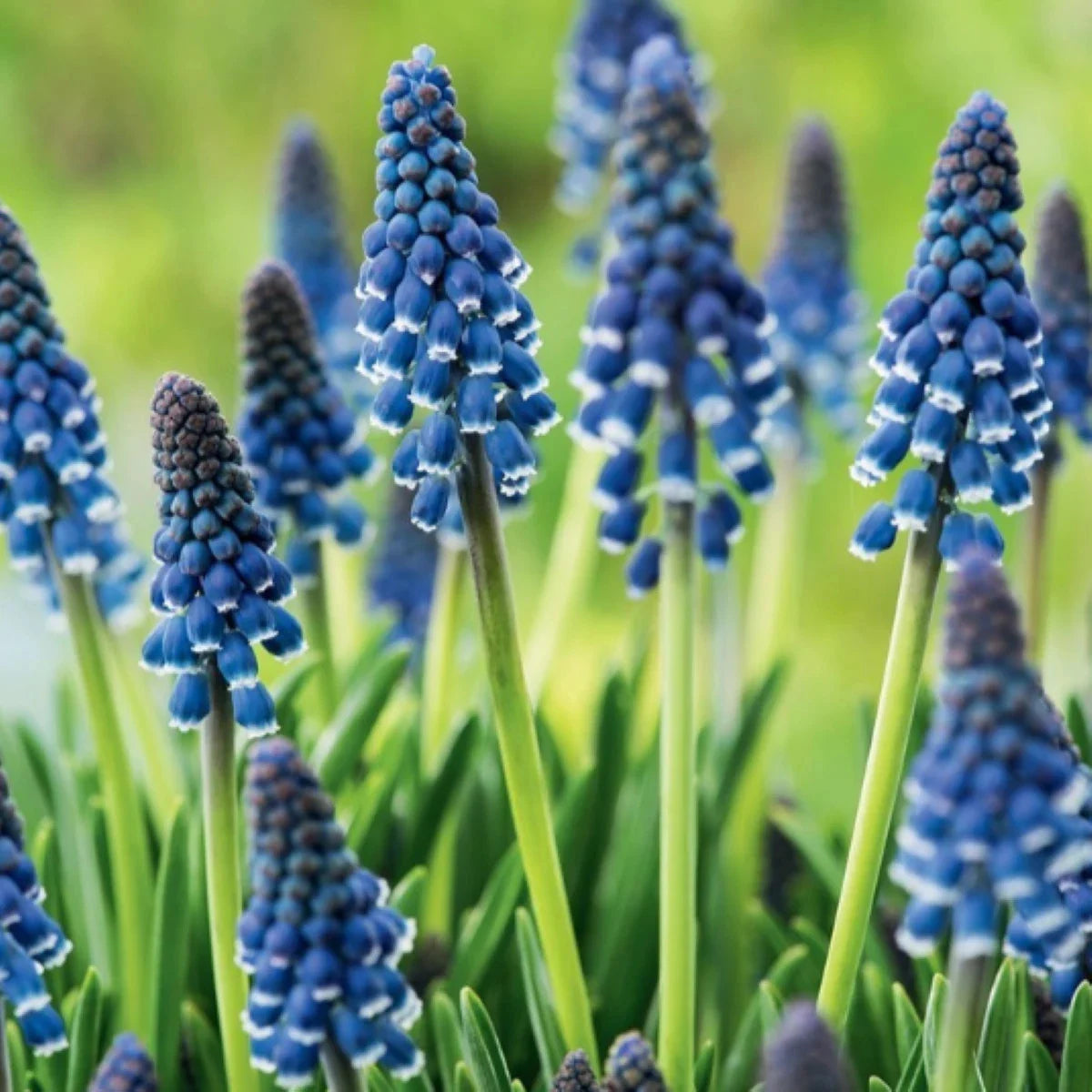Modrica – Muscari Joyce Spirit