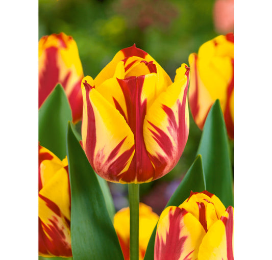 Tulipán Helmar