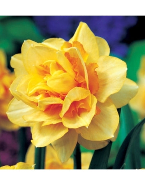 Narcis Texas