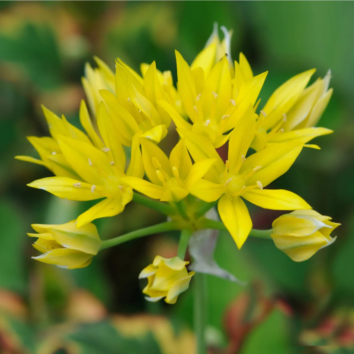 Cesnak - Alium Moly